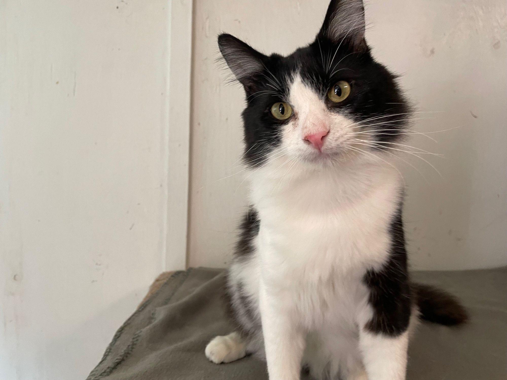 Chandler, an adopted Domestic Medium Hair in Midway City, CA image 2/5