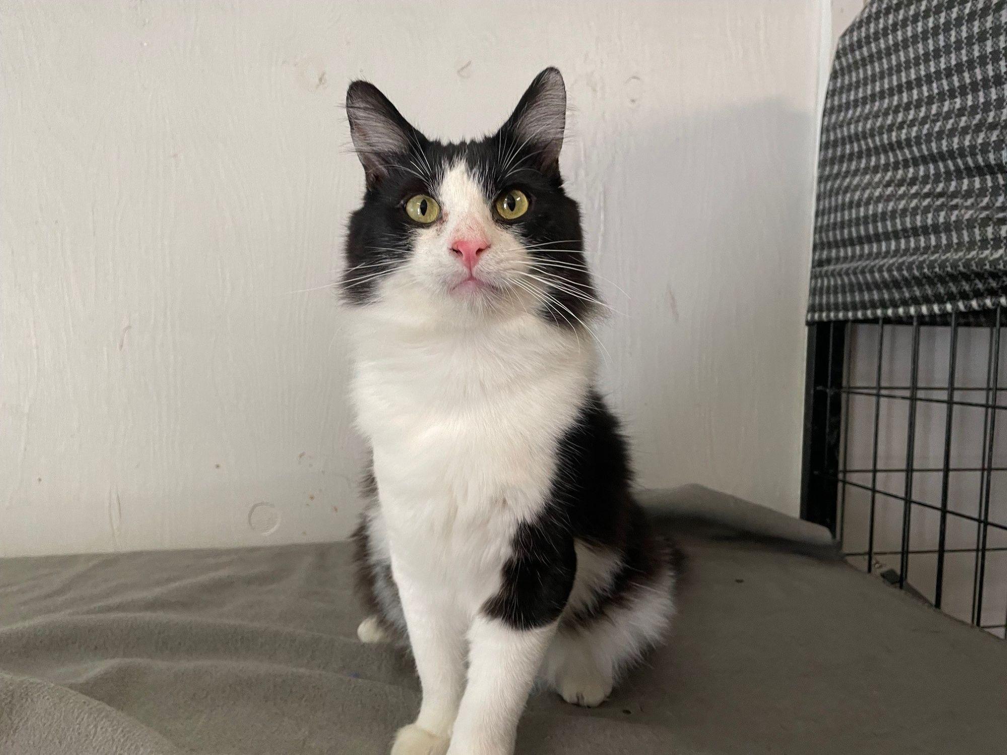 Chandler, an adopted Domestic Medium Hair in Midway City, CA image 1/5