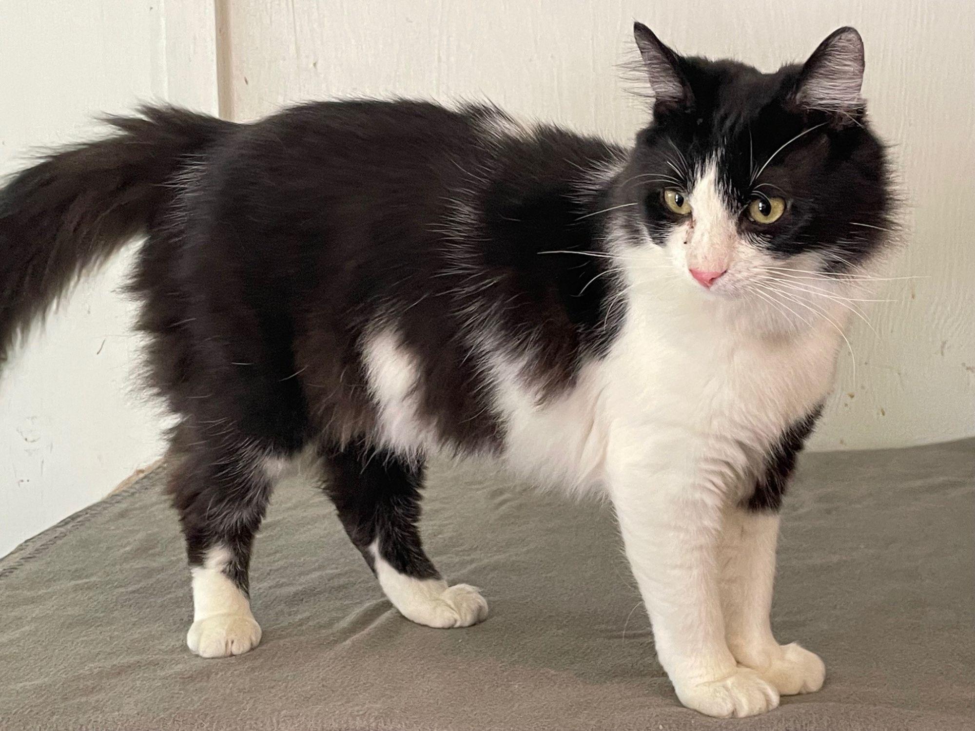 Chandler, an adopted Domestic Medium Hair in Midway City, CA image 4/5