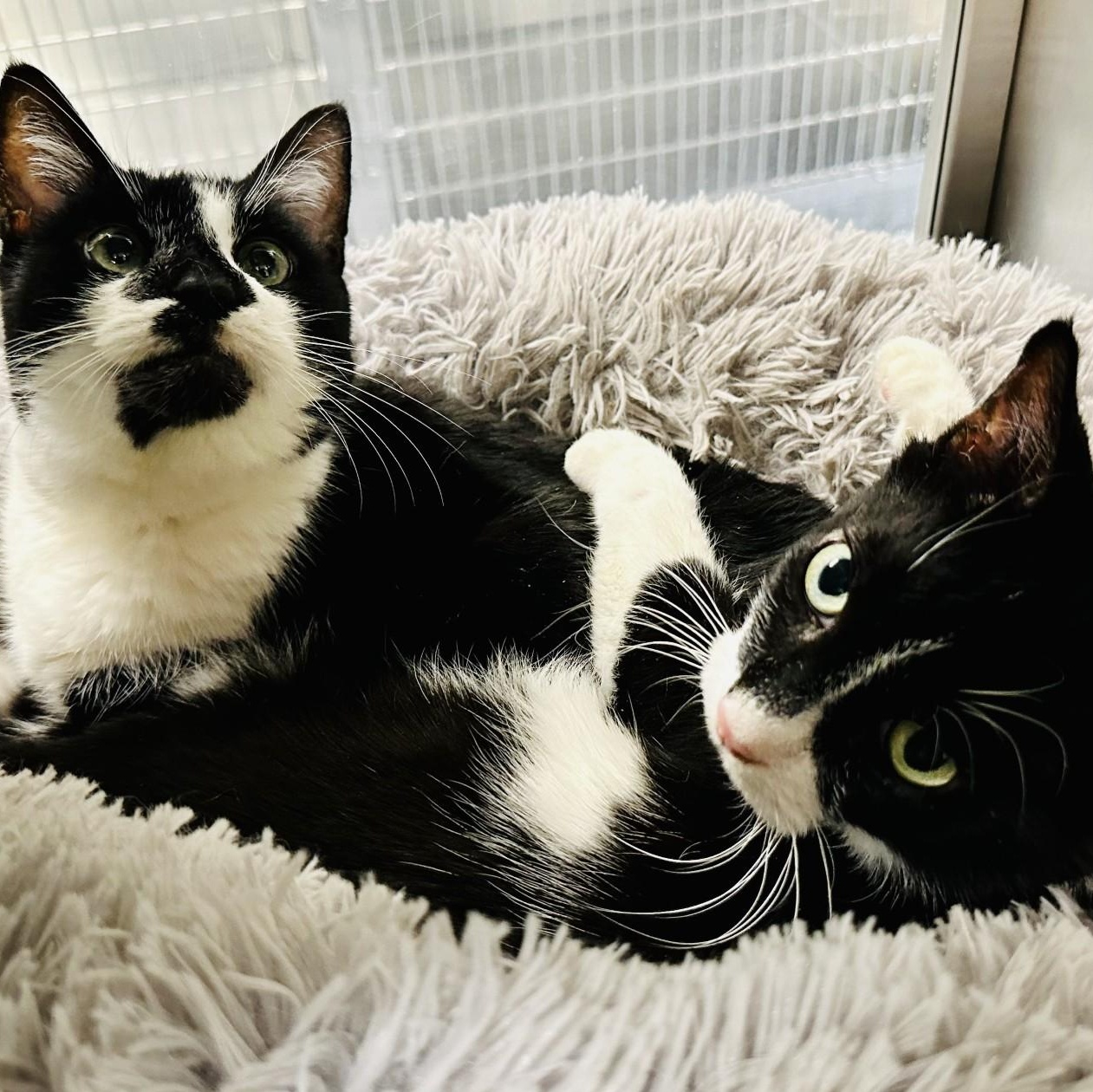 Romeo , a ADOPTABLE Domestic Short Hair in Jackson, NJ image 3/4