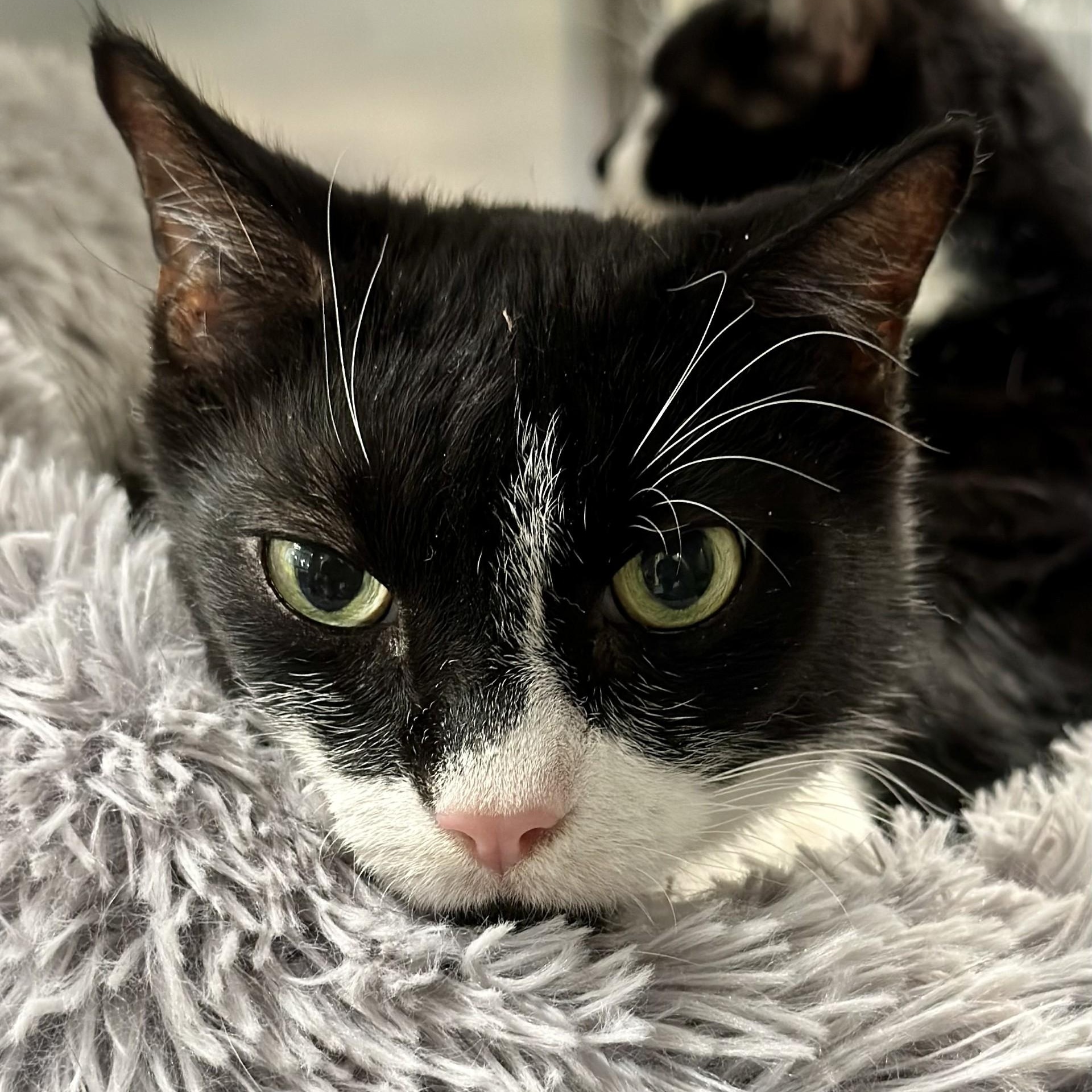 Romeo , ADOPTABLE, Adult Male Domestic Short Hair.