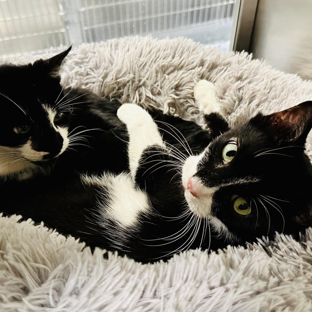 Romeo , a ADOPTABLE Domestic Short Hair in Jackson, NJ image 2/4