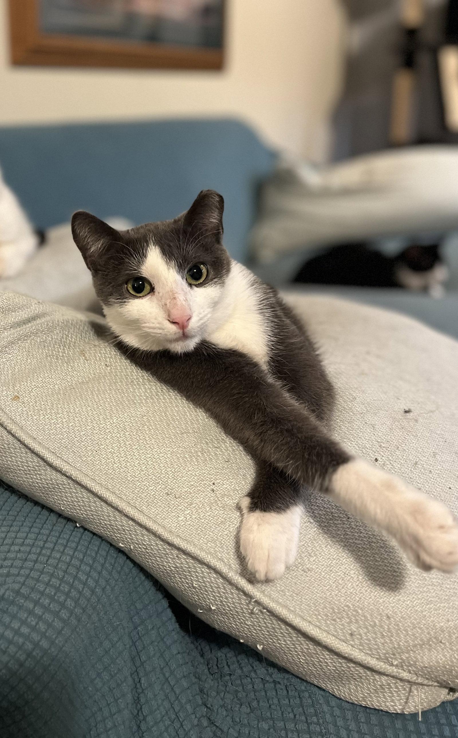 Finn, Adoptable, Young Male Domestic Short Hair.