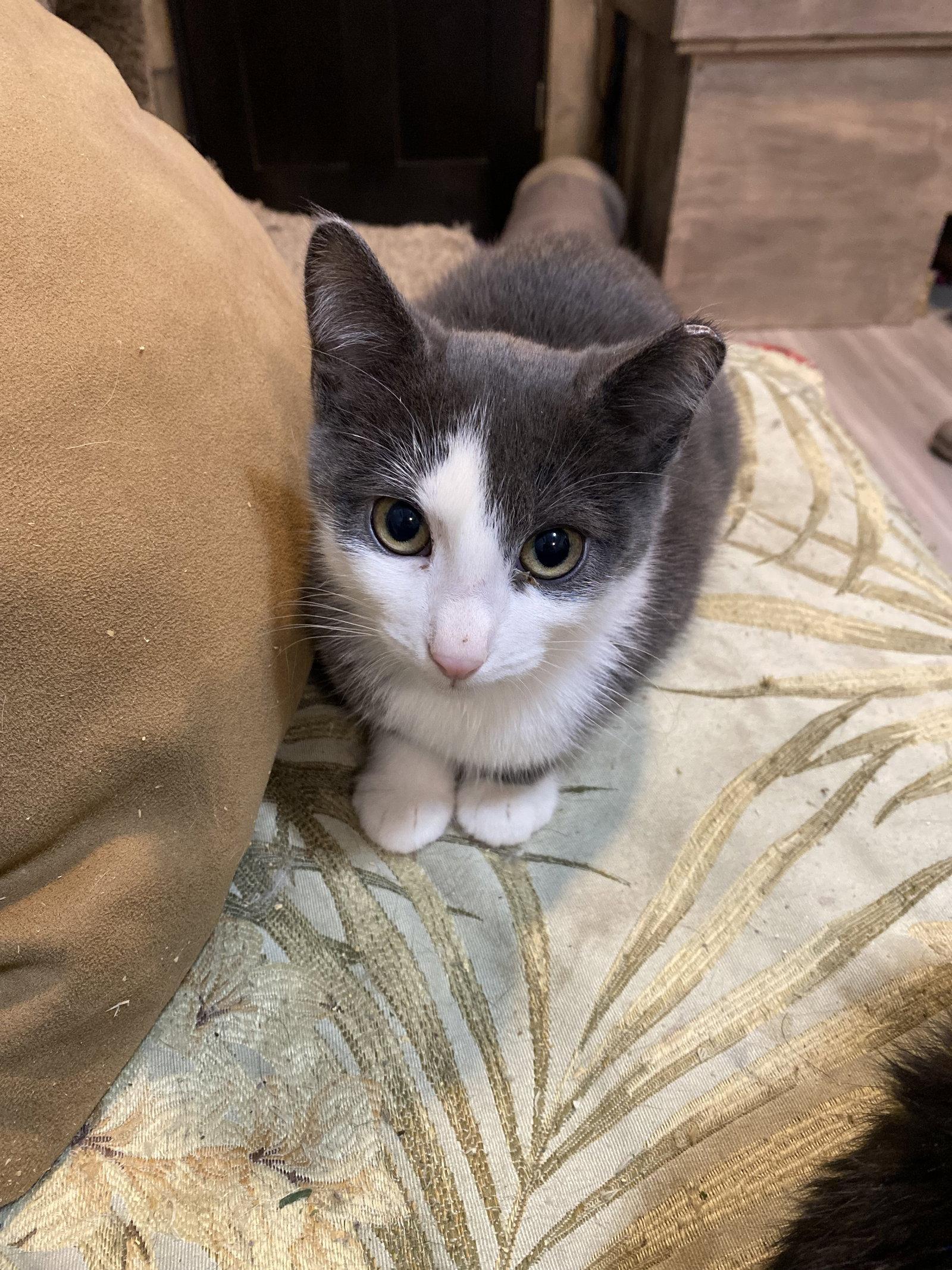 Enlarge Finn, a Adoptable Domestic Short Hair in Zimmerman, MN image 2/2