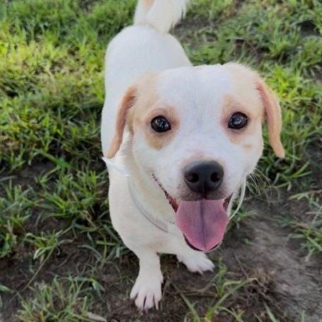 Popcorn *Available Soon*, Adoptable, Adult Male Beagle & Mixed Breed.
