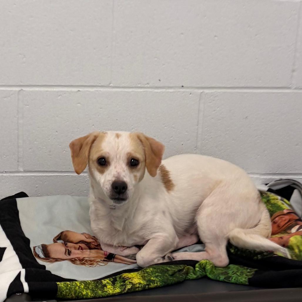 Enlarge Popcorn *Available Soon*, a Adoptable mixed breed in Dover, NH image 2/2
