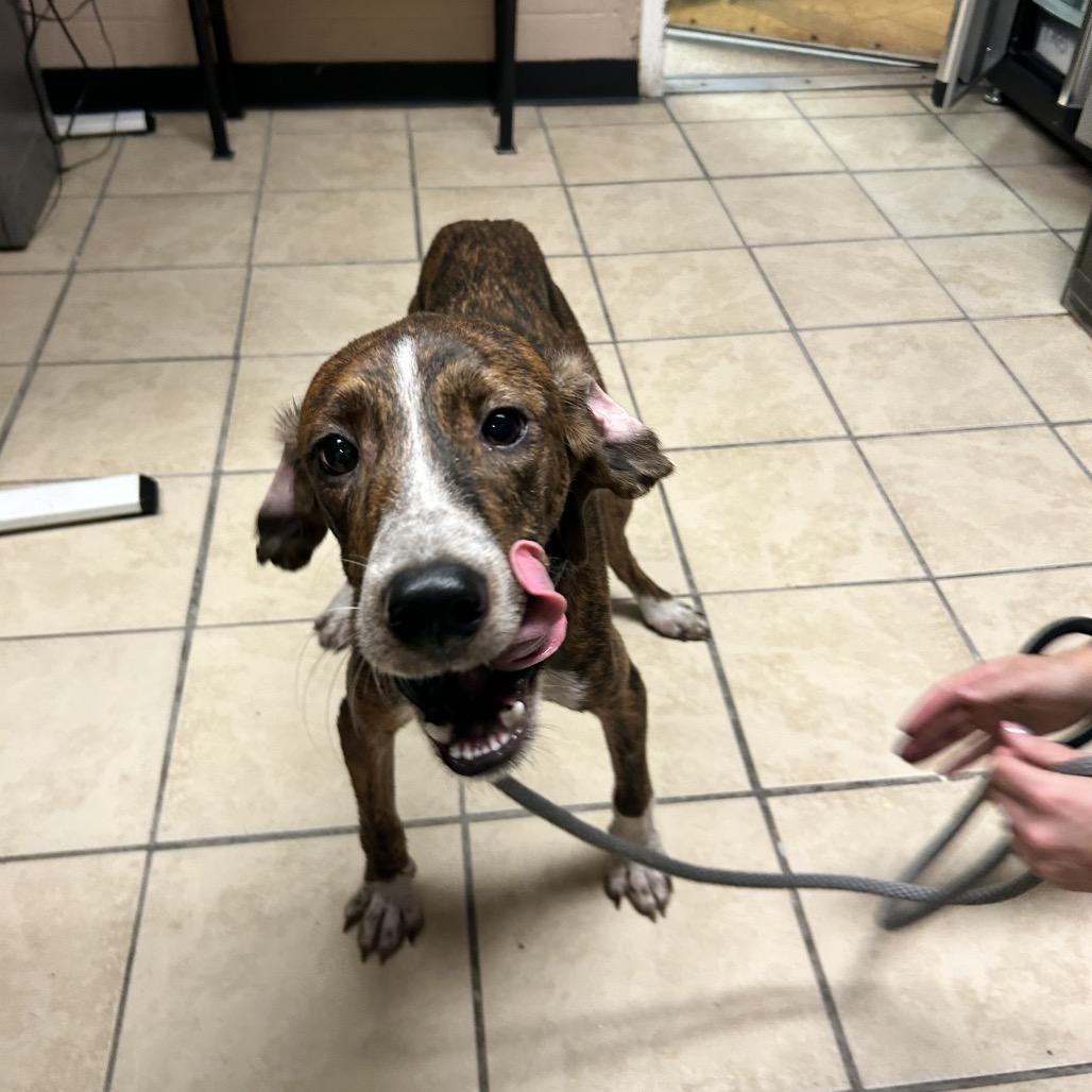 Frodo, Adoptable, Adult Male Hound.