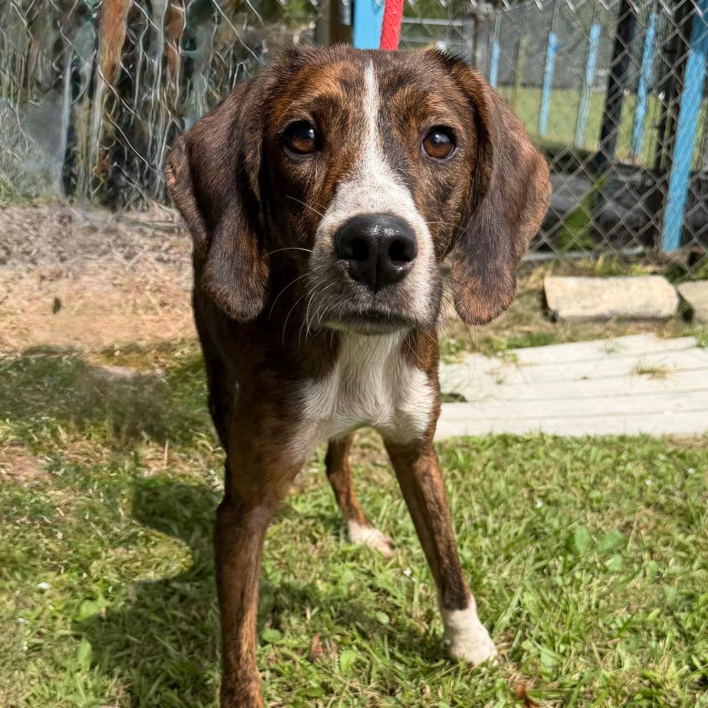 Enlarge Frodo, a Adoptable Hound in Newport, NC image 2/6