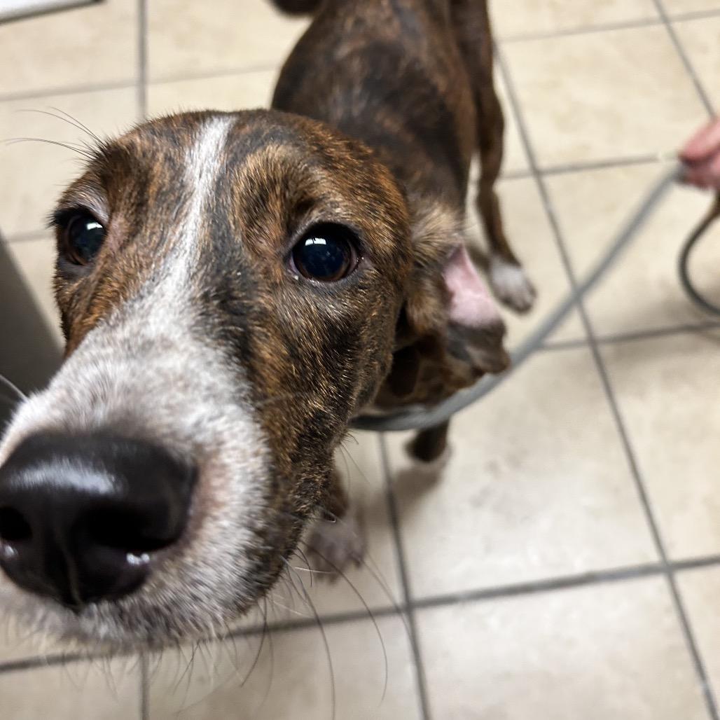 Enlarge Frodo, a Adoptable Hound in Newport, NC image 3/6
