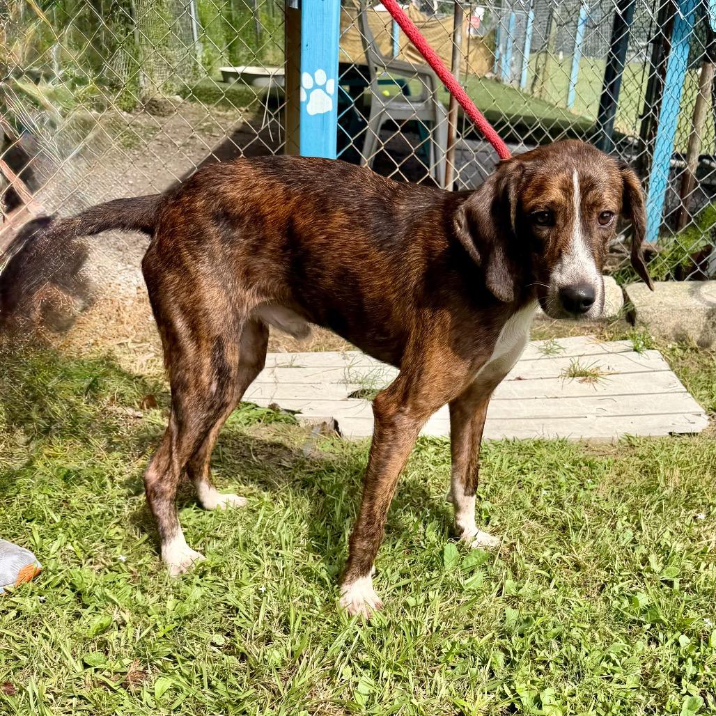Enlarge Frodo, a Adoptable Hound in Newport, NC image 4/6