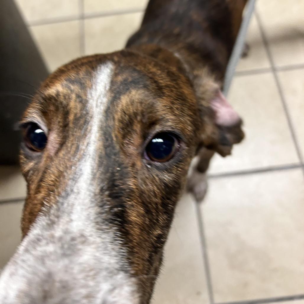 Enlarge Frodo, a Adoptable Hound in Newport, NC image 5/6