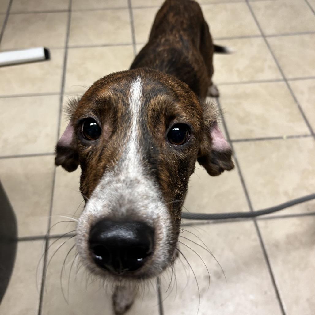 Enlarge Frodo, a Adoptable Hound in Newport, NC image 6/6