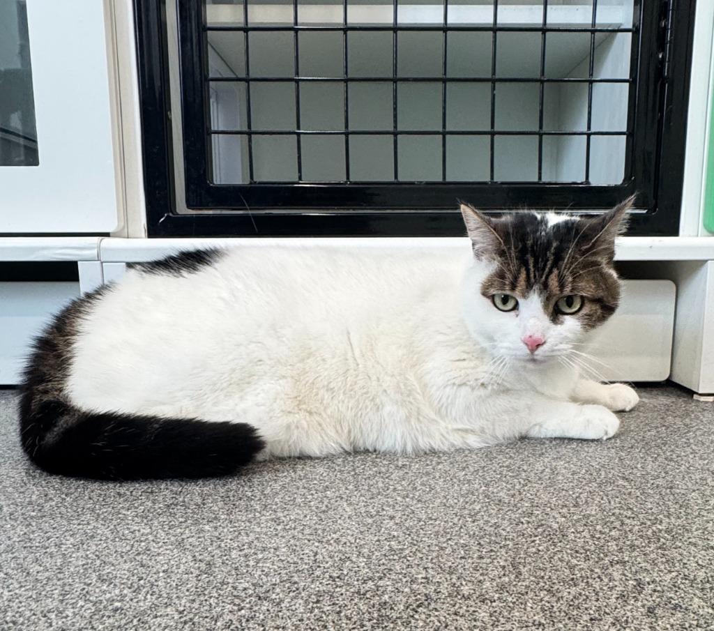 Leia, Adoptable, Adult Female Domestic Short Hair.