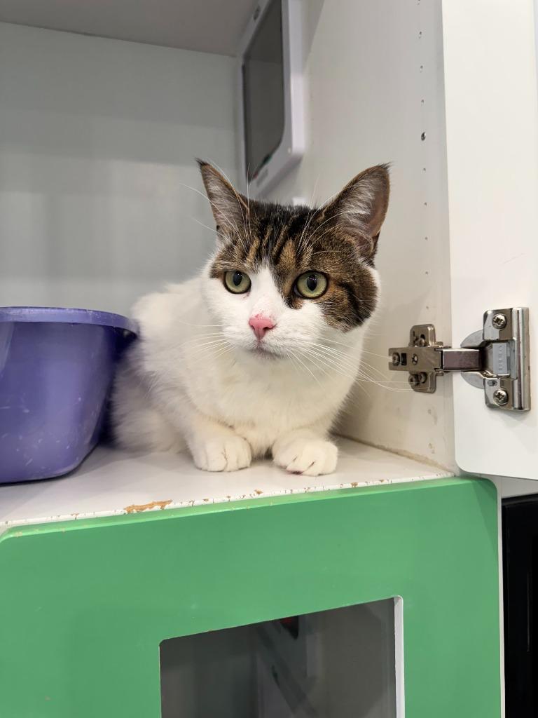 Enlarge Leia, a Adoptable mixed breed in Lunenburg, VT image 2/2