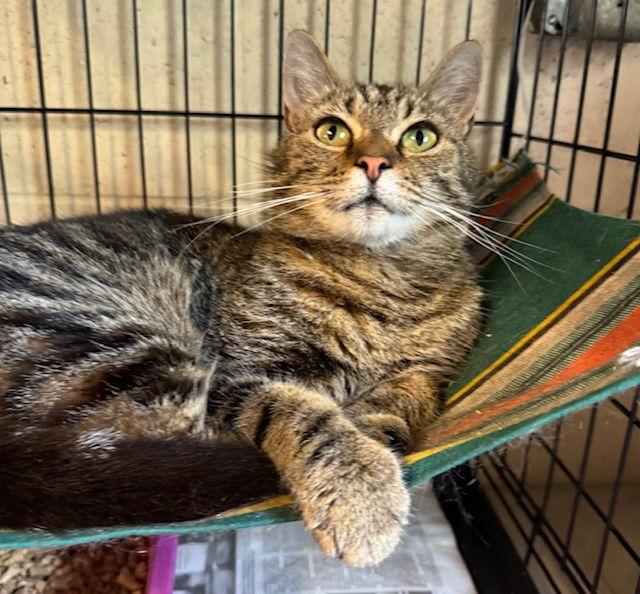 Mazie — thumbnail 2