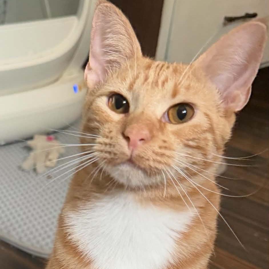 Enlarge Bam, a Adoptable Domestic Short Hair in Hattiesburg, MS image 1/1
