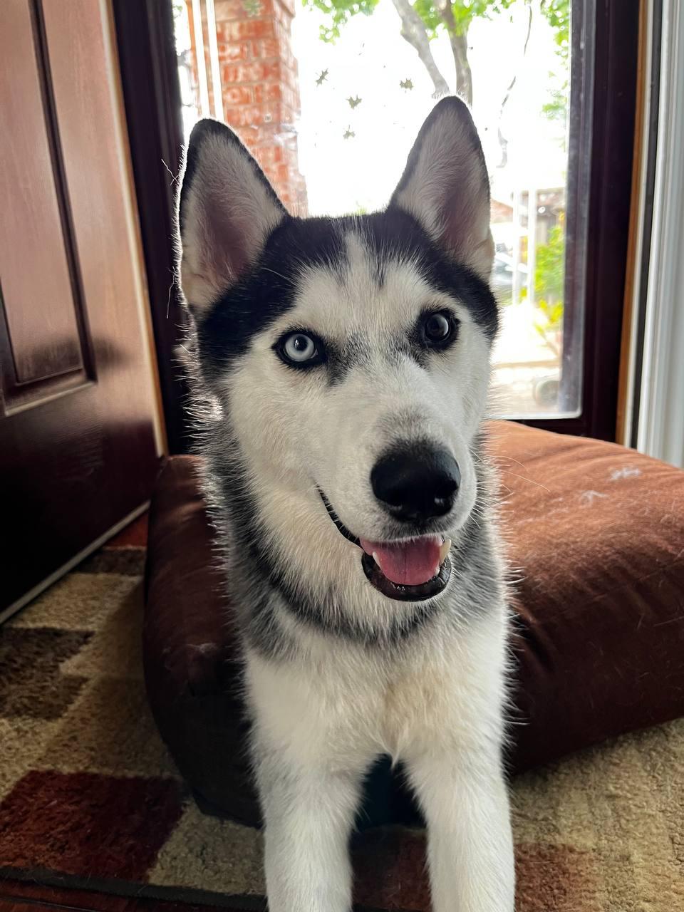 Enlarge Wylie, a Adoptable Siberian Husky in Carrollton, TX image 2/3