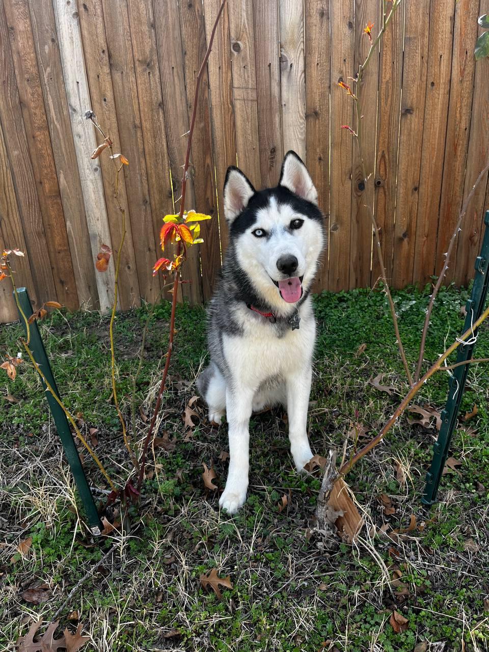 Enlarge Wylie, a Adoptable Siberian Husky in Carrollton, TX image 2/3