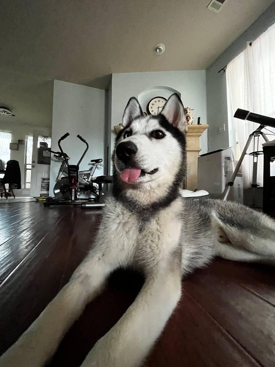 Enlarge Wylie, a Adoptable Siberian Husky in Carrollton, TX image 3/3