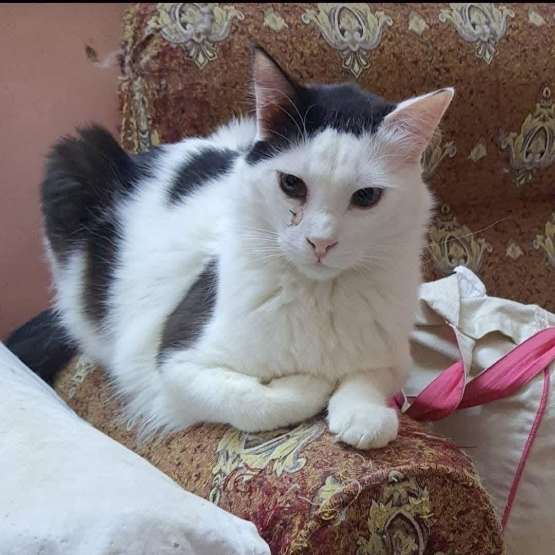 Sylvester W.