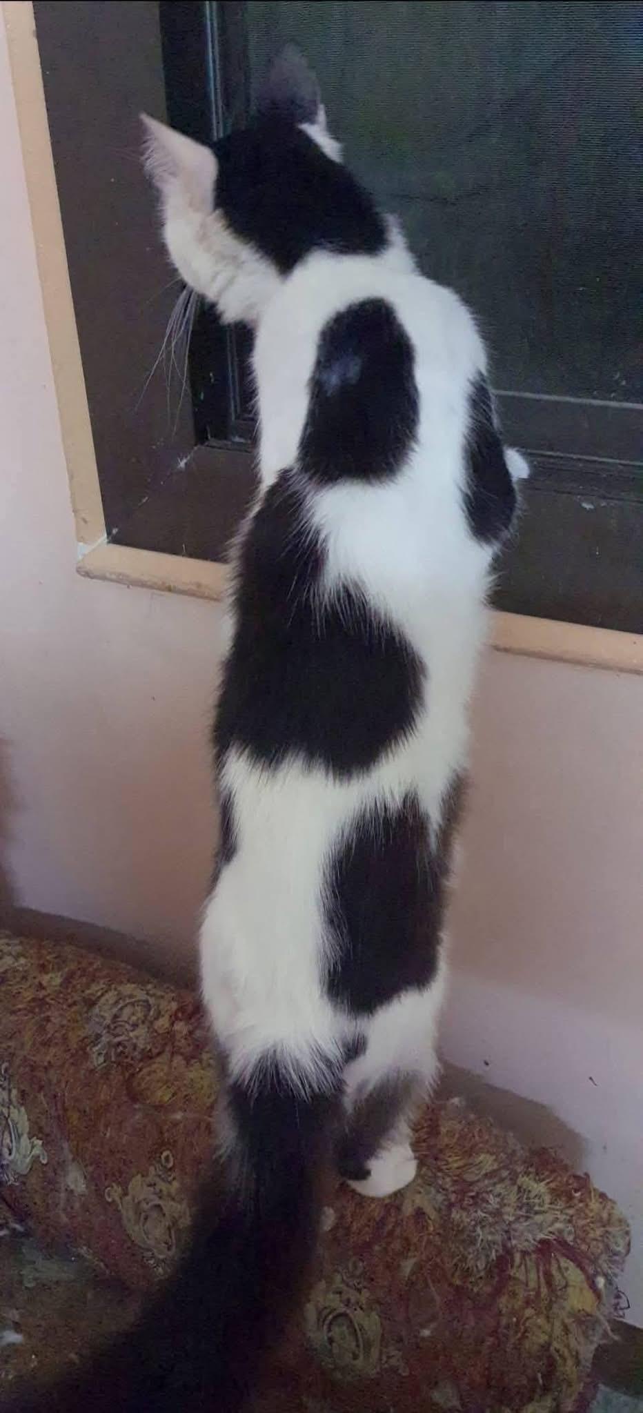 Sylvester W.