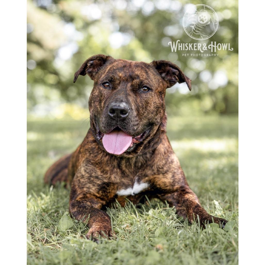 Dora the Explorer, Adoptable, Adult Female Mixed Breed.