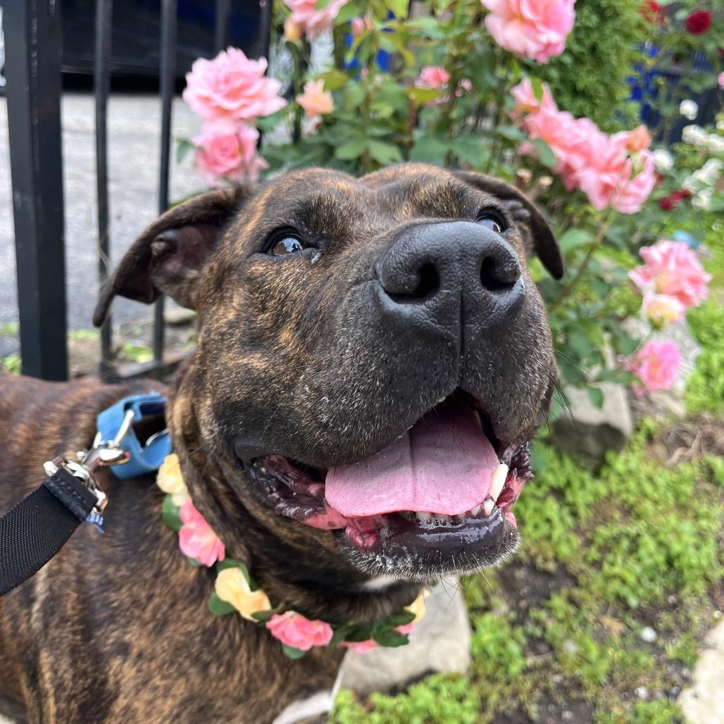 Enlarge Dora the Explorer, a Adoptable Mixed Breed in Pittsburgh, PA image 2/6