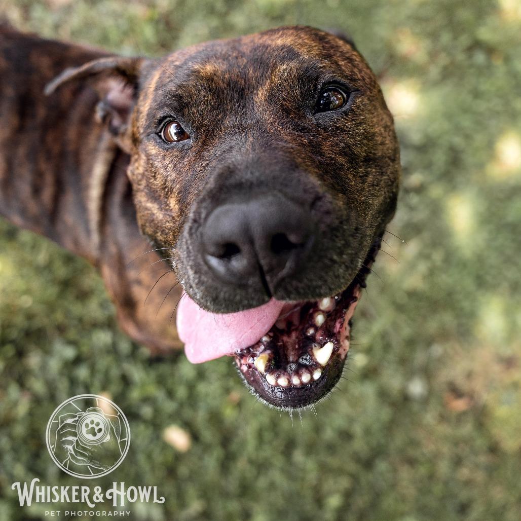Enlarge Dora the Explorer, a Adoptable Mixed Breed in Pittsburgh, PA image 3/6
