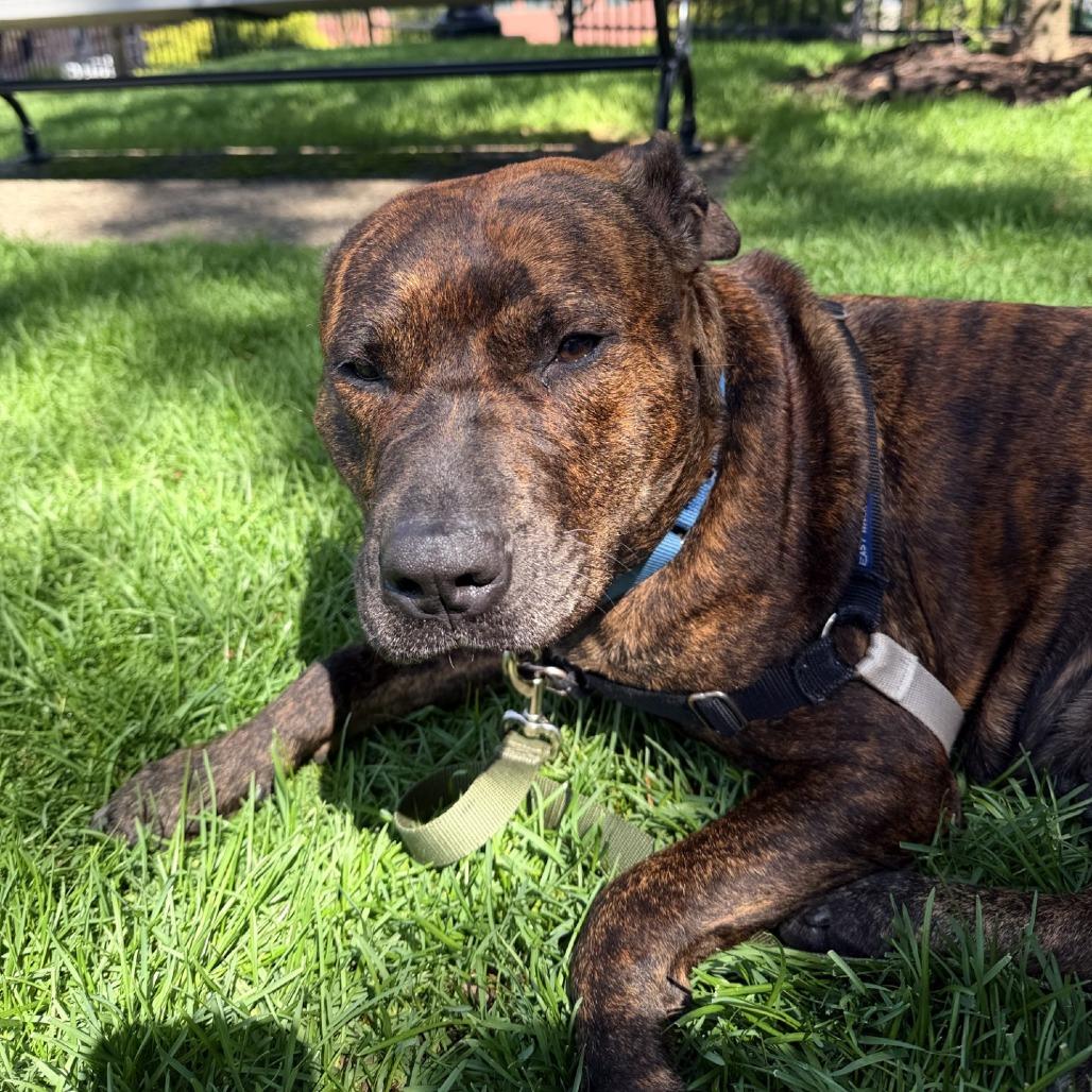 Enlarge Dora the Explorer, a Adoptable Mixed Breed in Pittsburgh, PA image 3/6