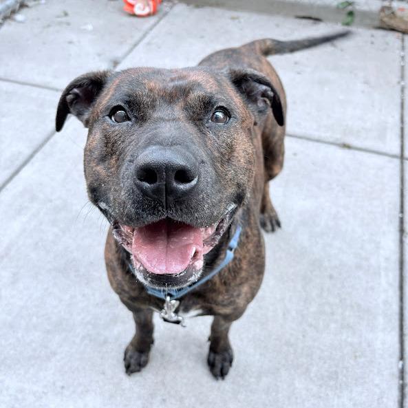 Enlarge Dora the Explorer, a Adoptable Mixed Breed in Pittsburgh, PA image 4/6