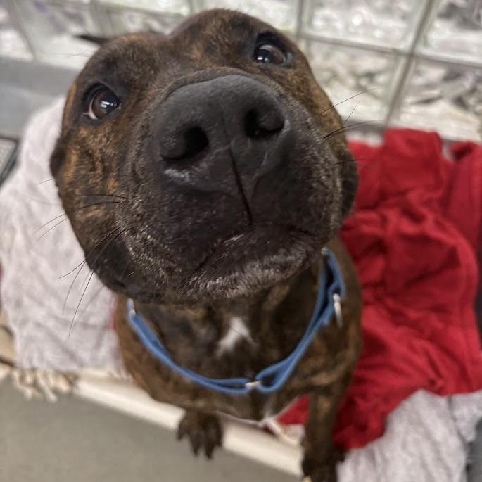 Enlarge Dora the Explorer, a Adoptable Mixed Breed in Pittsburgh, PA image 5/6