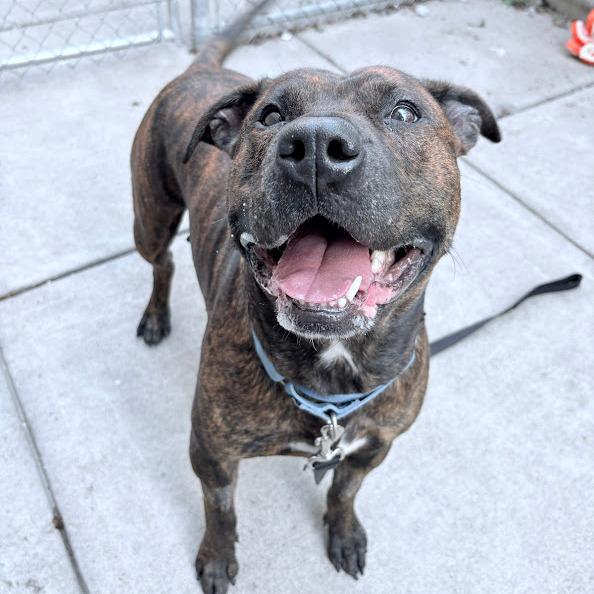 Enlarge Dora the Explorer, a Adoptable Mixed Breed in Pittsburgh, PA image 6/6