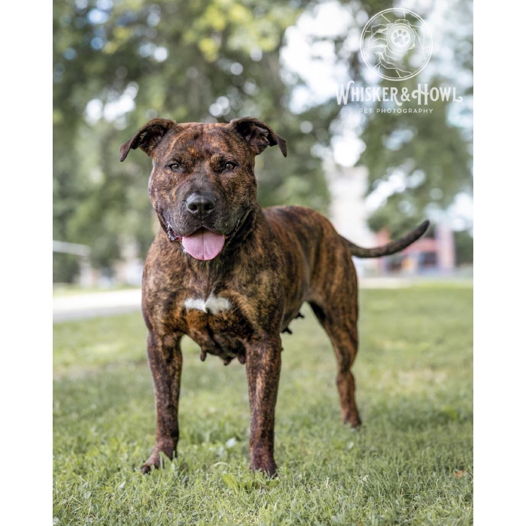 Enlarge Dora the Explorer, a Adoptable Mixed Breed in Pittsburgh, PA image 5/6