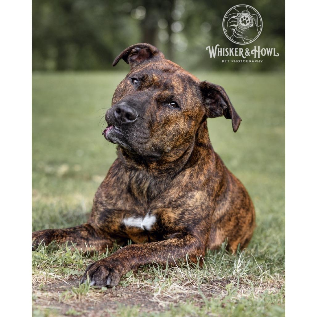 Enlarge Dora the Explorer, a Adoptable Mixed Breed in Pittsburgh, PA image 6/6
