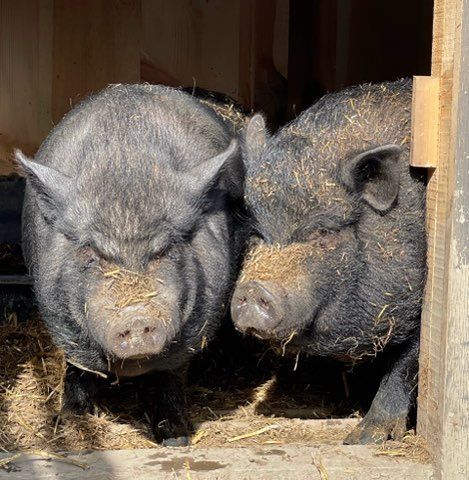 UMA, Adoptable, Adult Female Pot Bellied.