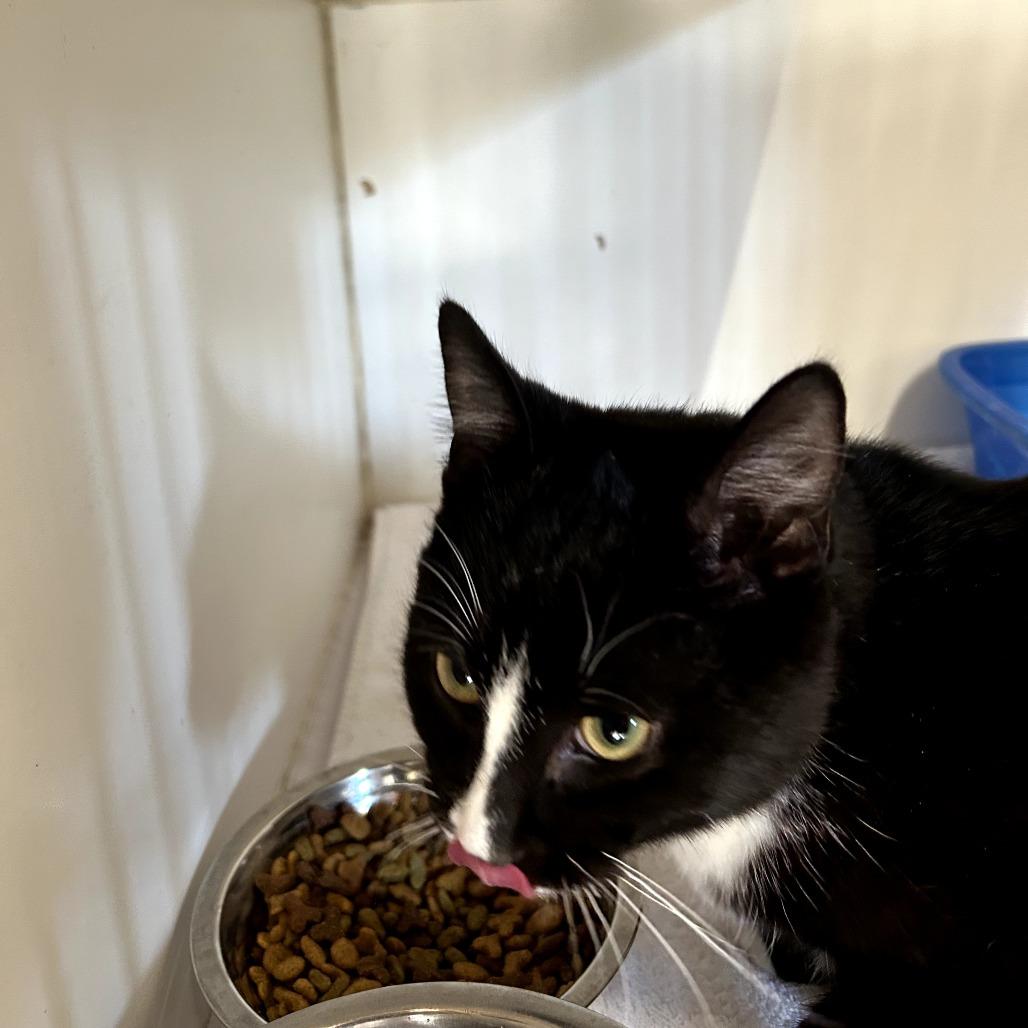 Mavis, Adoptable, Adult Male Domestic Short Hair.