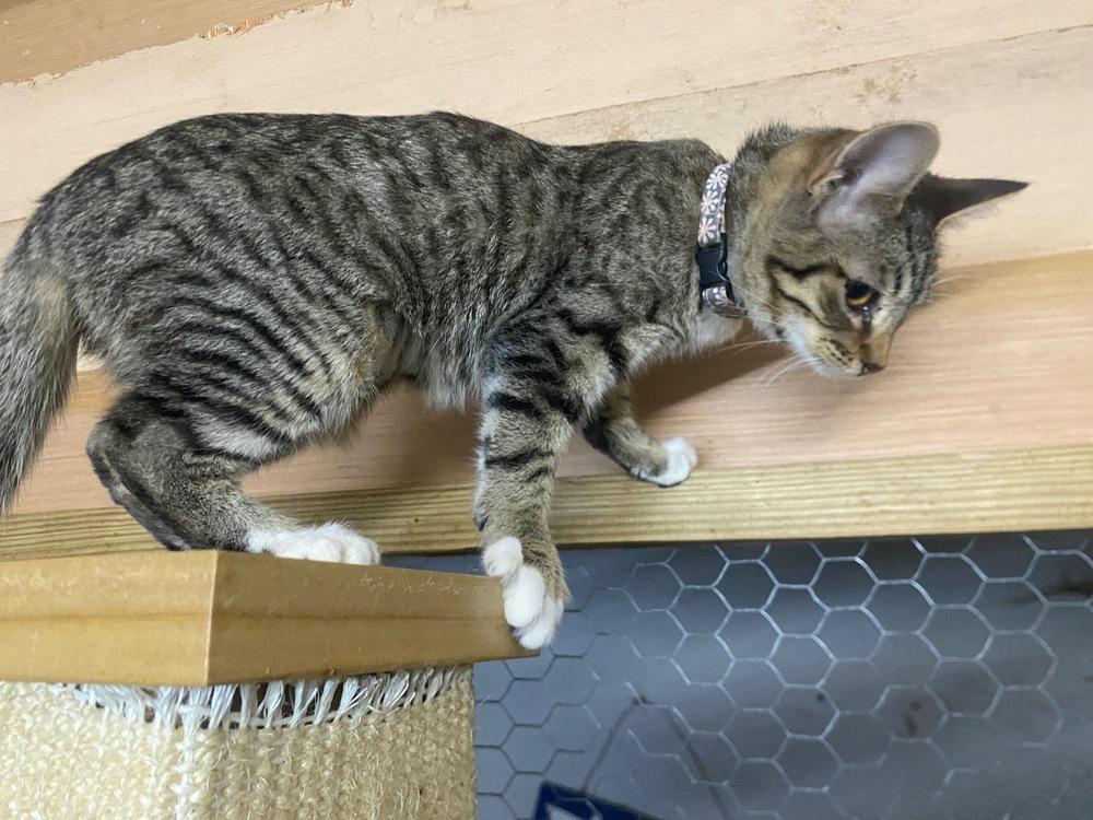 Mia, Adoptable, Young Female Domestic Short Hair.