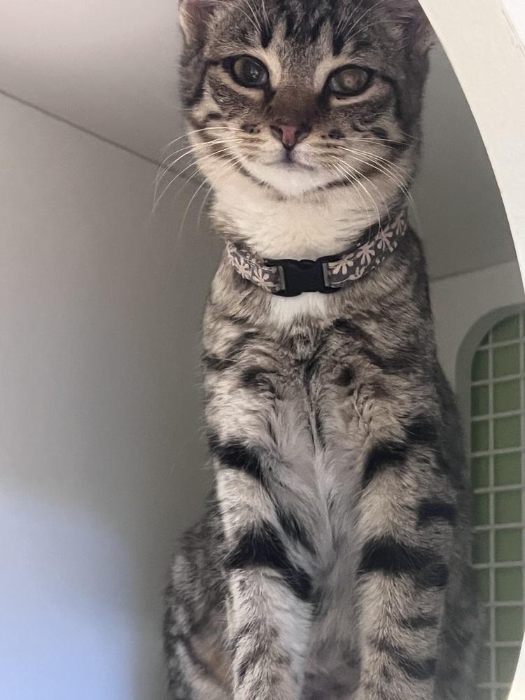 Enlarge Mia, a Adoptable Domestic Short Hair in Blanchard, OK image 2/2