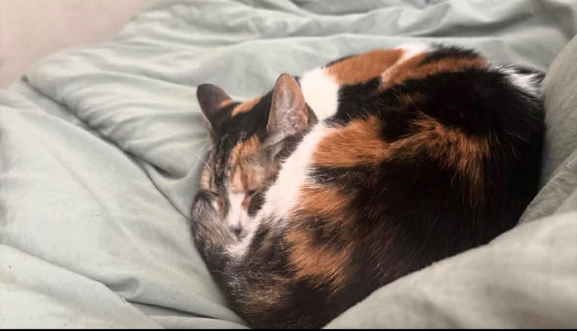 Enlarge Stevie & Carly (courtesy post), a ADOPTABLE Domestic Long Hair in Turnersville, NJ image 6/6