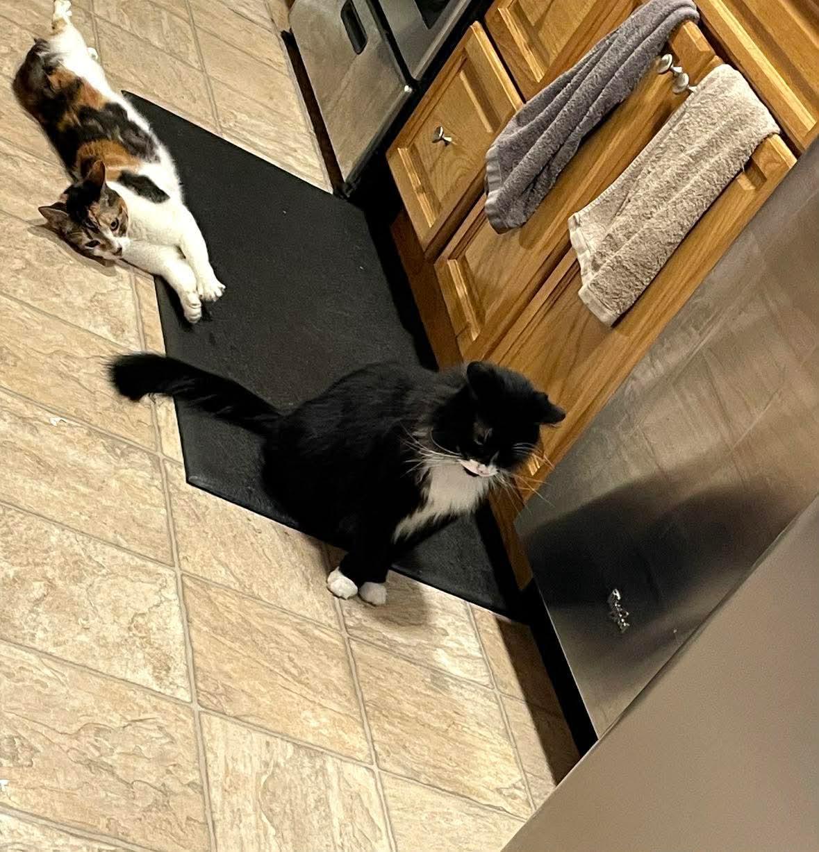 Enlarge Stevie & Carly (courtesy post), a ADOPTABLE Domestic Long Hair in Turnersville, NJ image 2/6