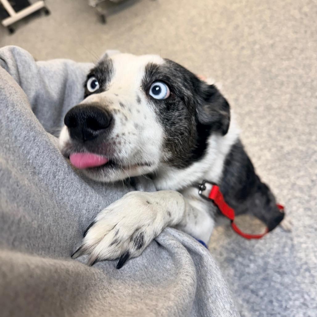 Maya, Adoptable, Adult Female Australian Shepherd & Australian Cattle Dog / Blue Heeler.