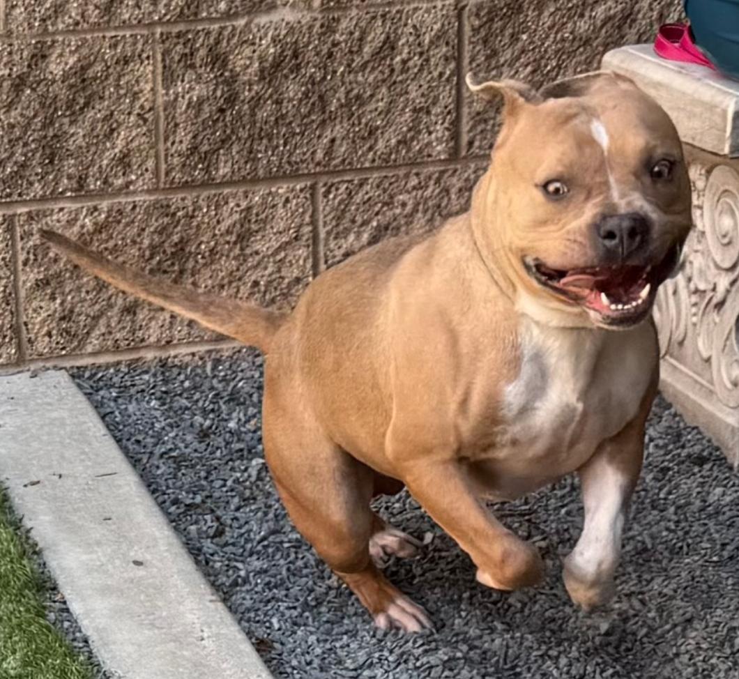 URGENT! ON THE DEADLINE LIST - Will you save my life? Ozzy #A542065