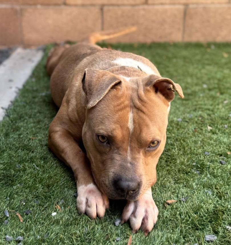 URGENT! ON THE DEADLINE LIST - Will you save my life? Ozzy #A542065