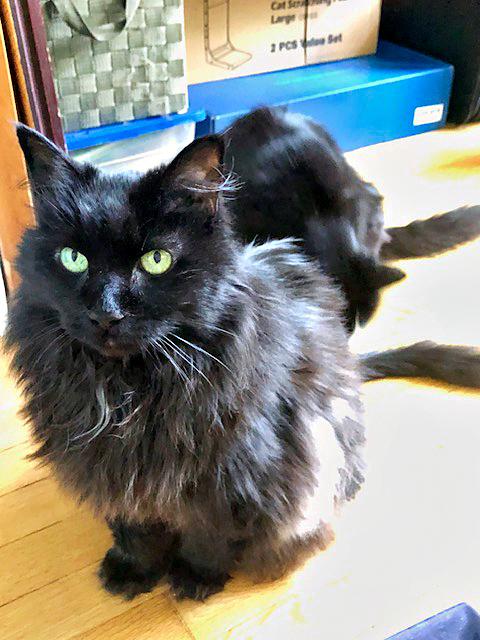 Enlarge Cleo, a Adoptable Domestic Medium Hair in Pittsburgh, PA image 1/1