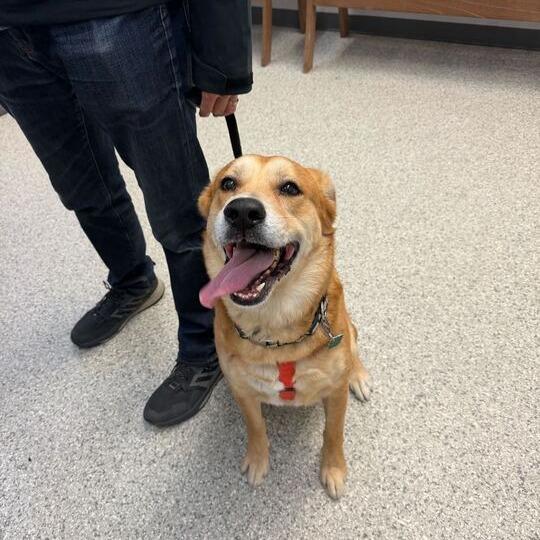 Buddy, Adoptable, Adult Male Yellow Labrador Retriever.
