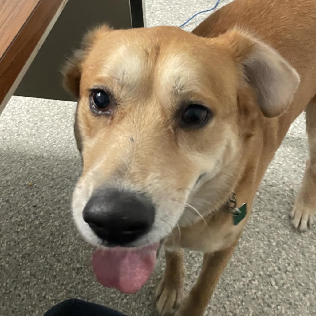 Enlarge Buddy, a Adoptable Yellow Labrador Retriever in Enfield, NH image 2/2