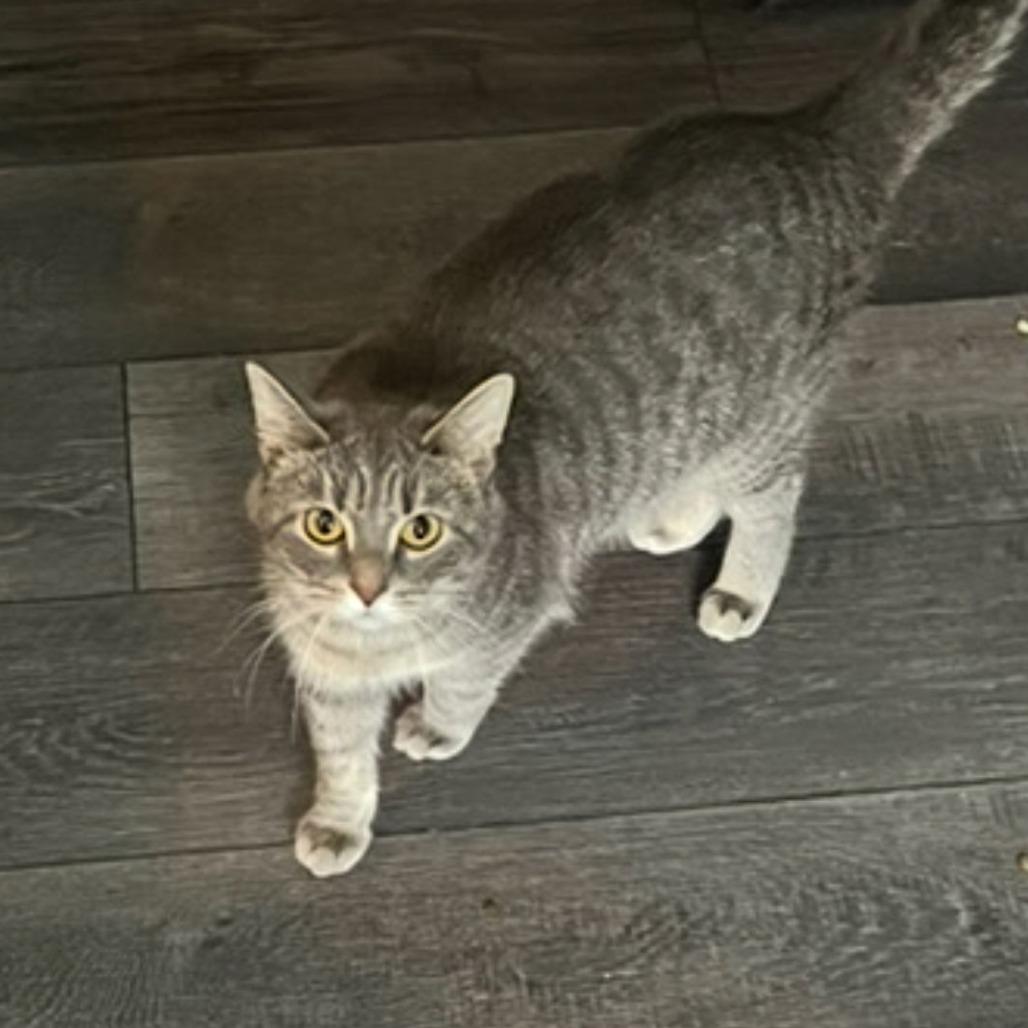 Whiskers, Adoptable, Adult Female Domestic Short Hair.