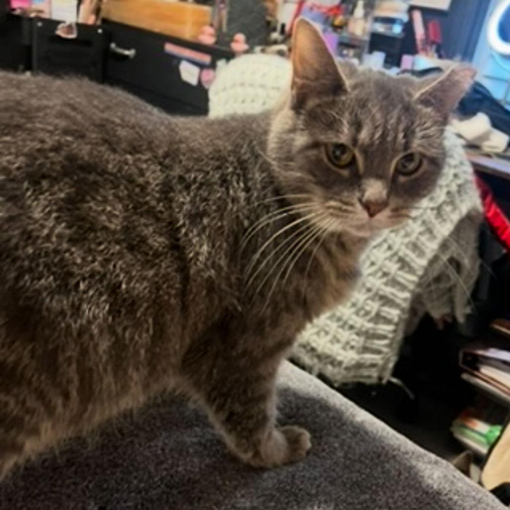 Enlarge Whiskers, a Adoptable Domestic Short Hair in Medina, OH image 2/4