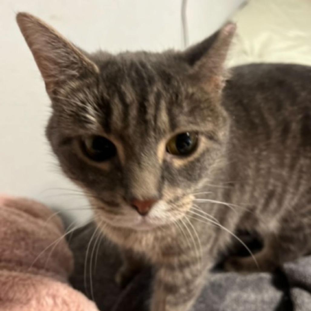 Enlarge Whiskers, a Adoptable Domestic Short Hair in Medina, OH image 3/4