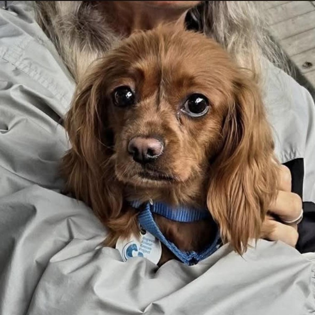 Ponyo, adoptable, Adult Female Cavalier King Charles Spaniel.